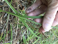 Scleria oligantha