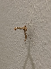 Pterophoridae