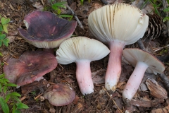 Russula violeipes