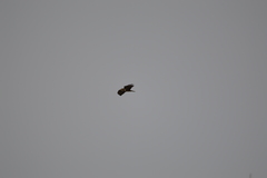 Buteo buteo