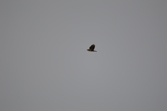 Buteo buteo