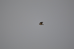 Buteo buteo