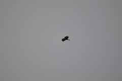 Buteo buteo