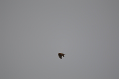 Buteo buteo
