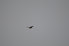 Buteo buteo