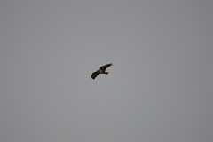 Buteo buteo