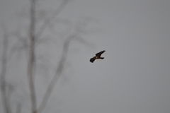Buteo buteo