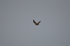 Buteo buteo