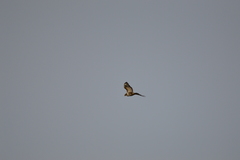 Buteo buteo