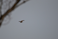Buteo buteo