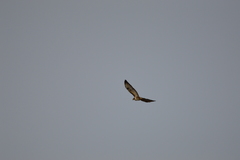 Buteo buteo