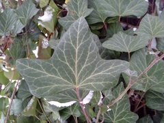 Hedera helix
