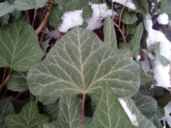 Hedera helix