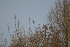 Corvus corone