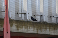 Corvus corone