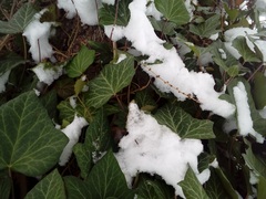 Hedera helix