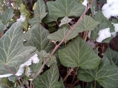 Hedera helix