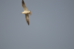 Chroicocephalus ridibundus