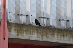 Corvus corone