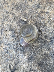 Helminthoglypta mohaveana