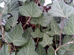 Hedera helix