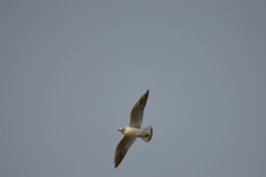 Chroicocephalus ridibundus