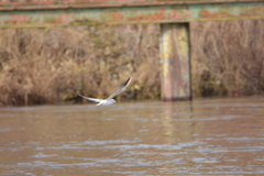 Chroicocephalus ridibundus