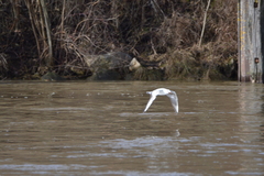 Chroicocephalus ridibundus