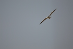 Chroicocephalus ridibundus