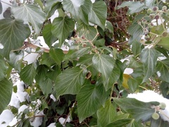 Hedera helix