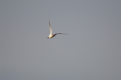 Chroicocephalus ridibundus