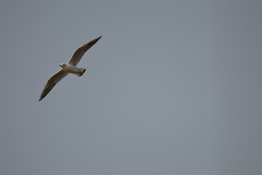 Chroicocephalus ridibundus