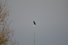 Phalacrocorax carbo