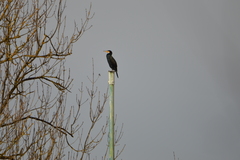 Phalacrocorax carbo