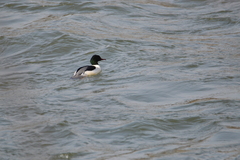 Mergus merganser