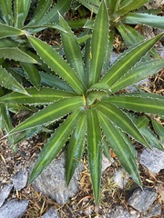 Agave