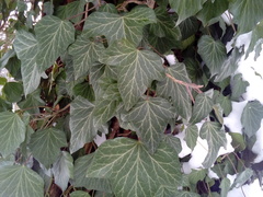 Hedera helix