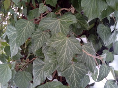 Hedera helix
