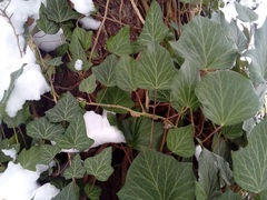 Hedera helix