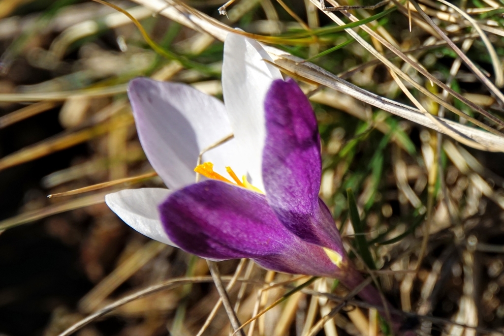 Crocus weldenii