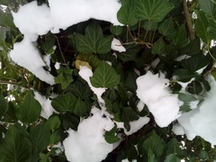 Hedera helix