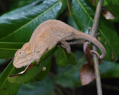 Black-Headed Dwarf Chameleon photo 4
