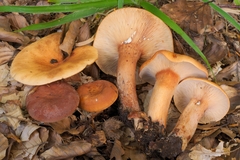 Lactarius rubrocinctus
