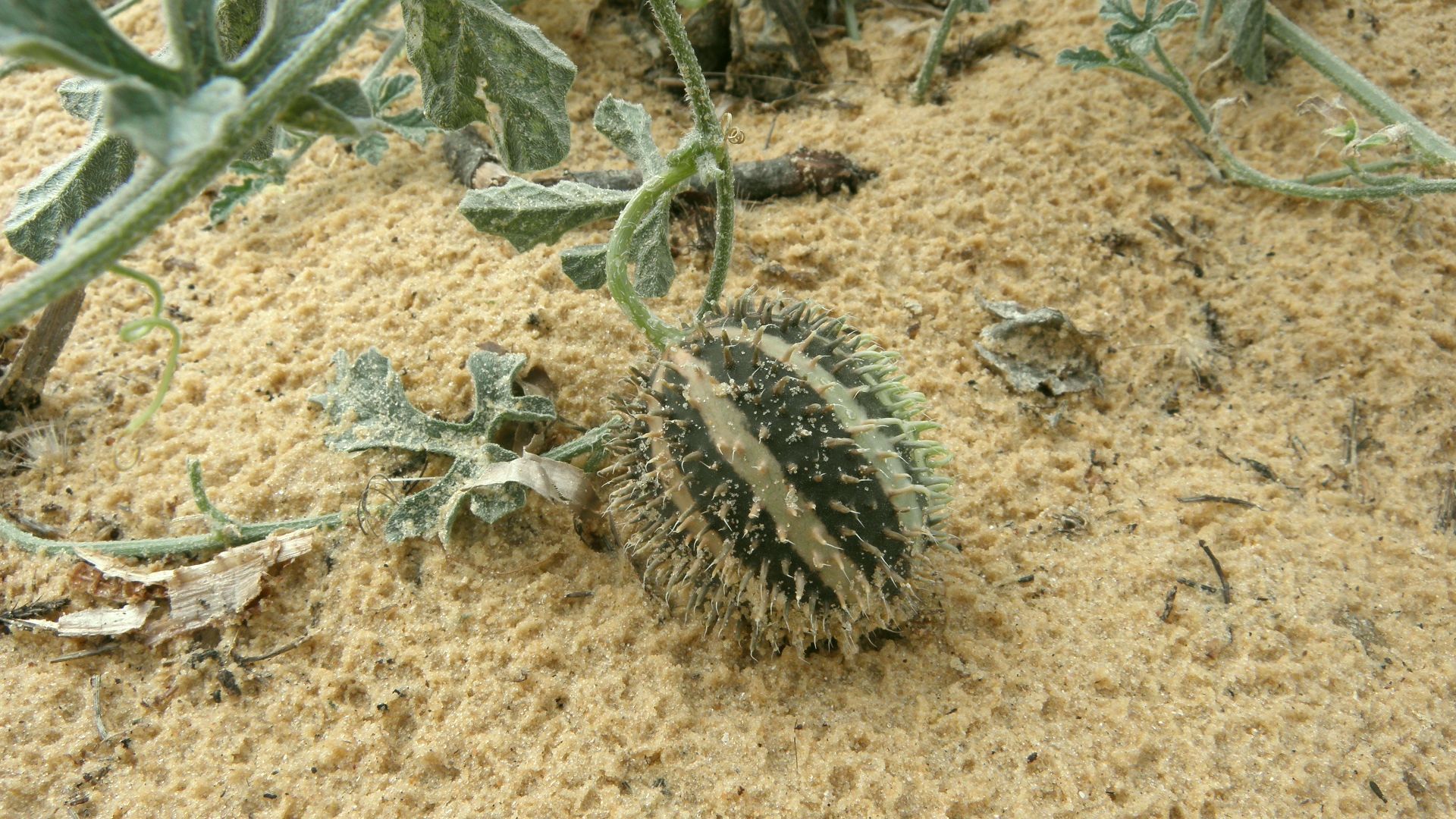 Cucumis ficifolius