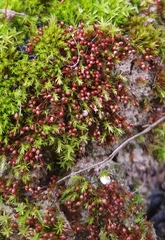 Microbryum rectum
