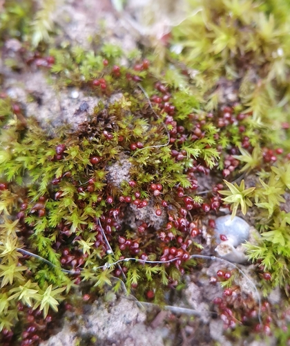 Image of Microbryum rectum by no rights reserved