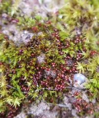 Microbryum rectum
