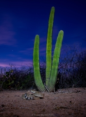Crotalus atrox
