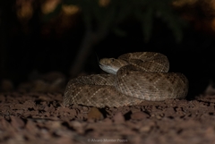 Crotalus atrox