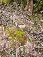 Microbryum rectum